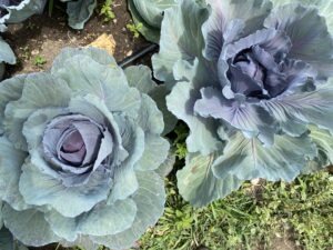 2 purple cabbages