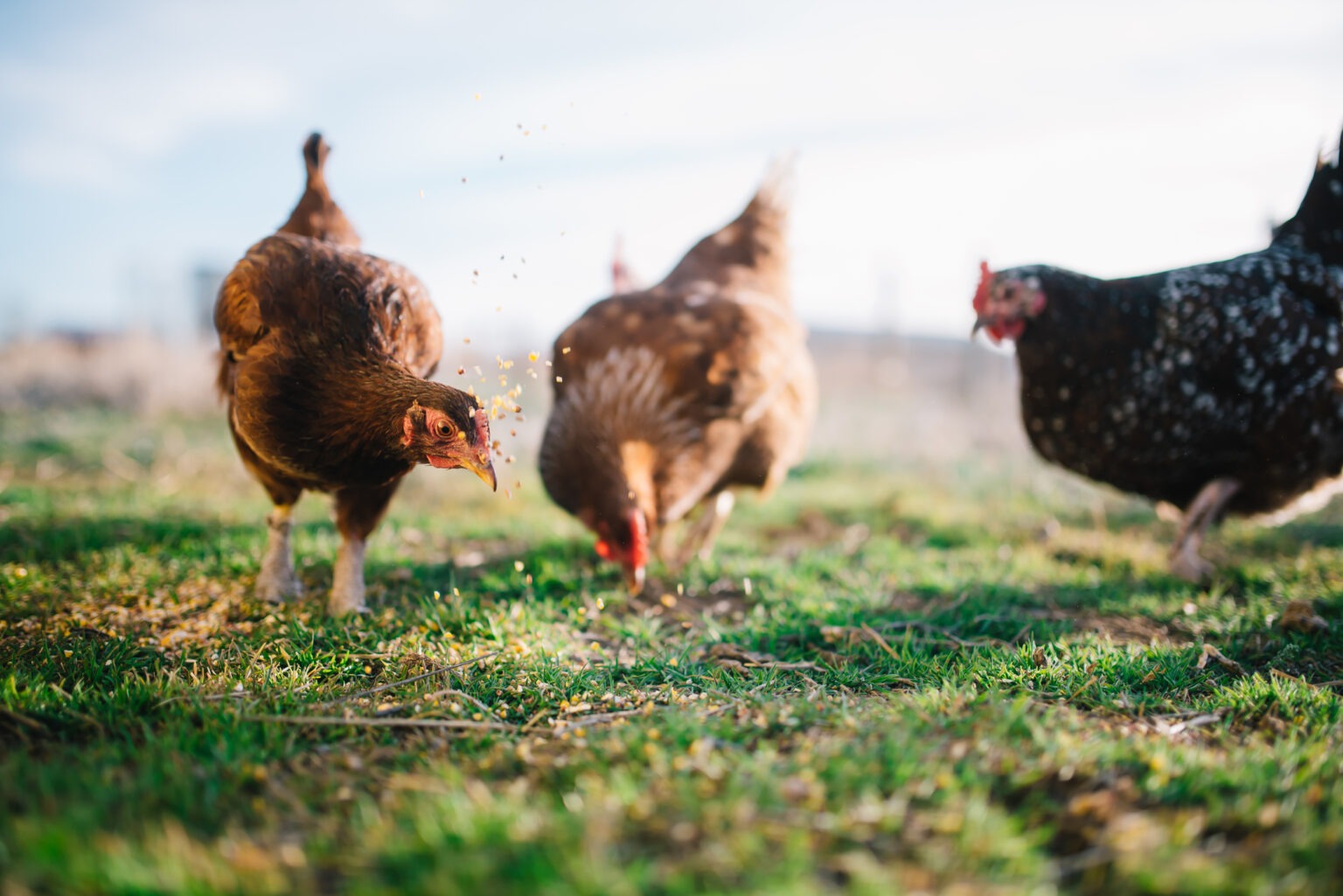 feeding-chickens-spring-farm-fresh-eggs-northern-colorado-fort-collins-small-acre-farm