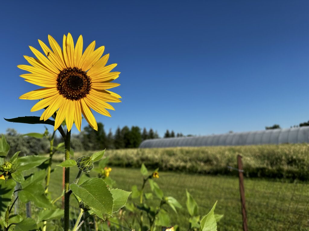 Sun flower and blue sky in Fort Collins
