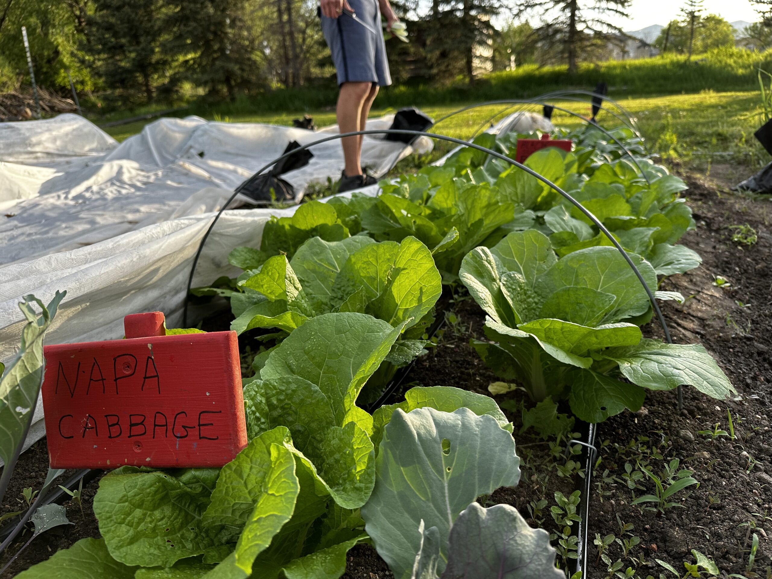 gardening community cabbage healthy Polestar