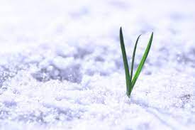 late winter/early spring green shoots pushing up through the snow