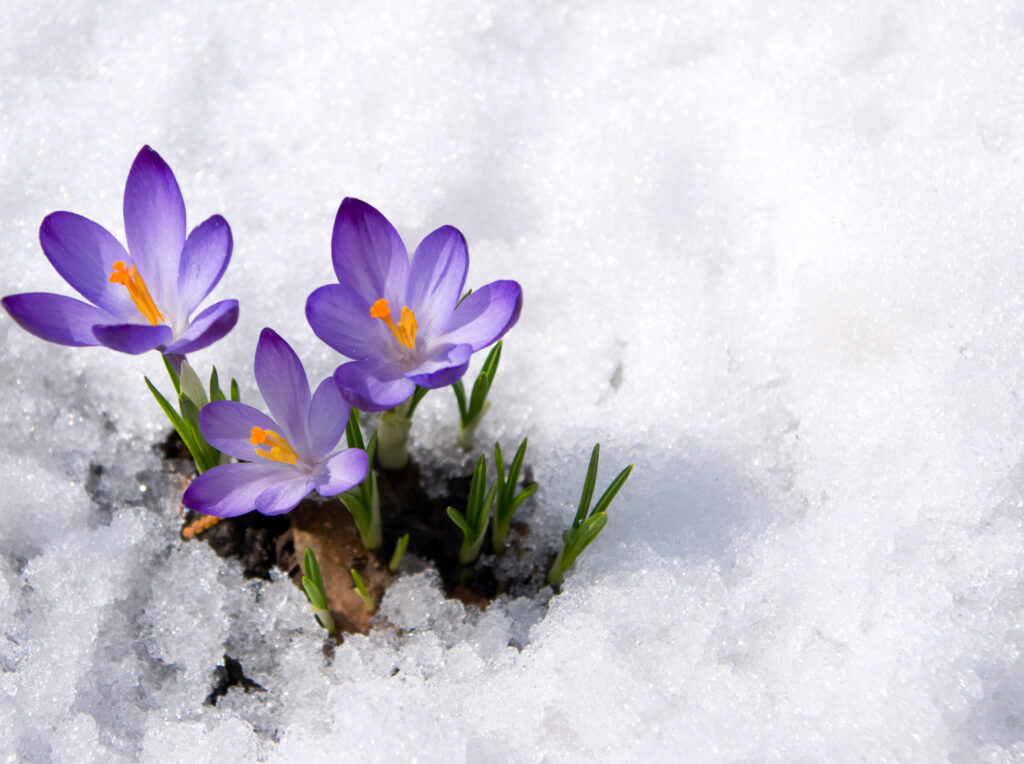 Spring Crocuses