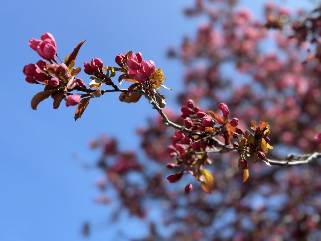 Magenta pink blooming cherry blossoms