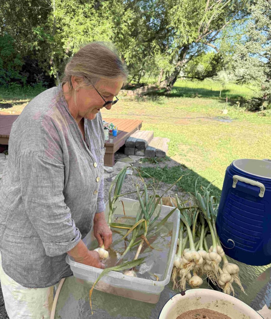 washing garlic from the garden