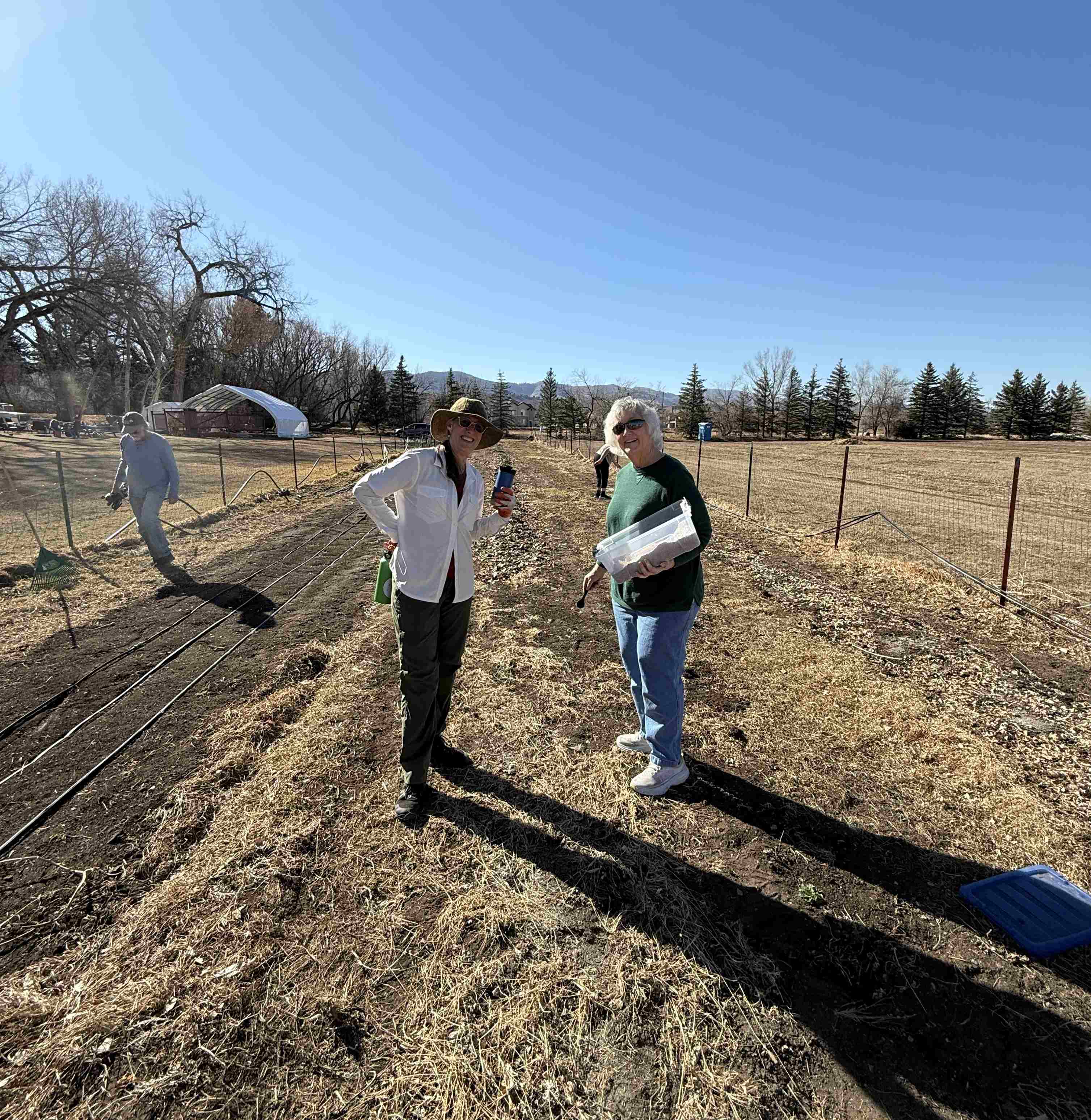 garden volunteers in spring garden