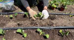 Hands planting starts in garden soil