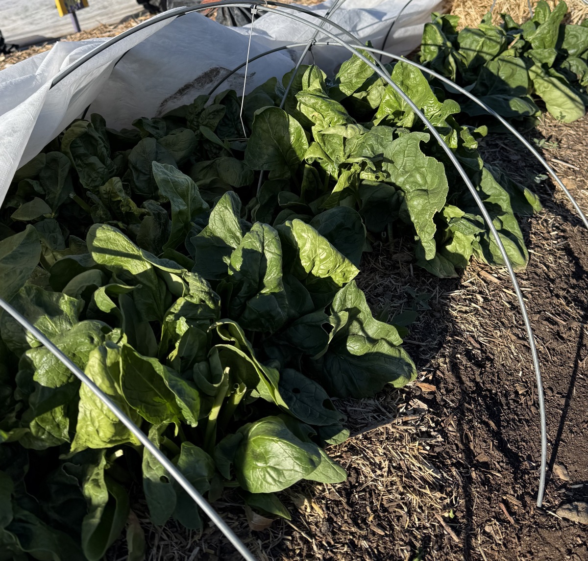 spinach in the garden