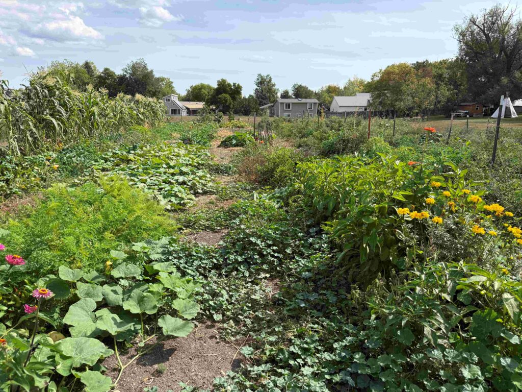 Garden facing East Sept 2026
