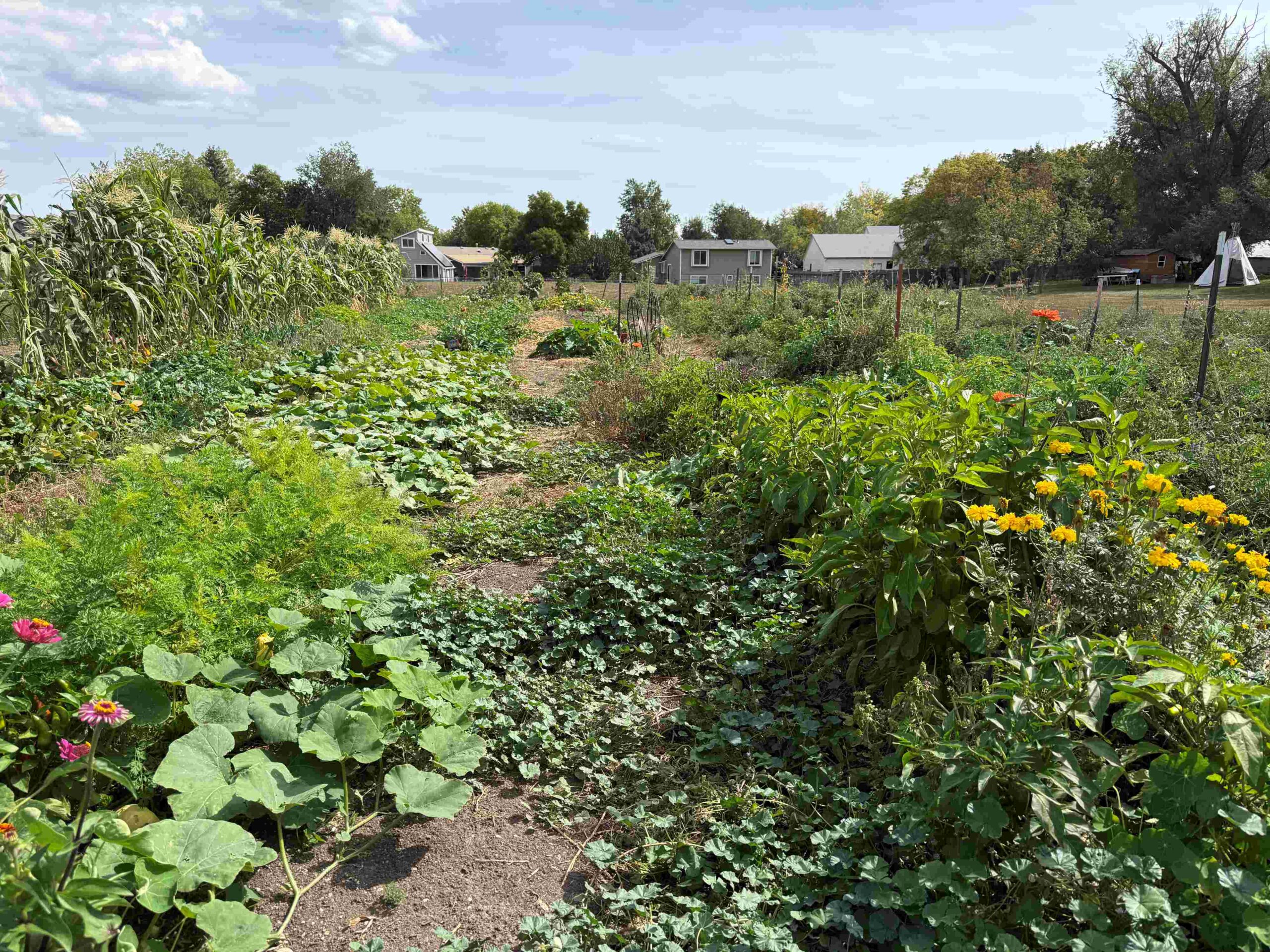 Garden facing East Sept 2026